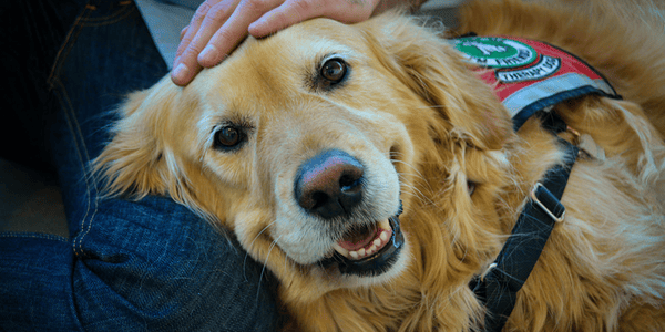 UBCO therapy dogs visiting seniors for Valentine’s Day