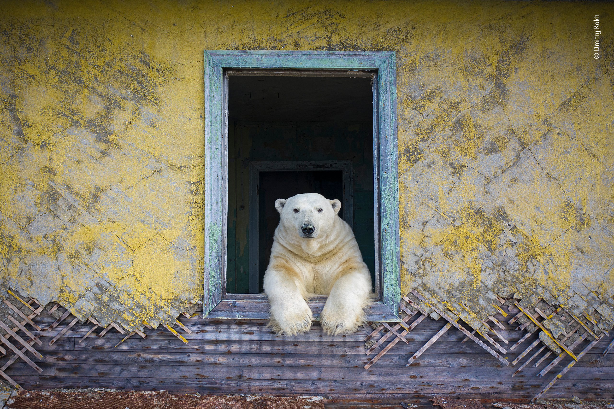Wildlife Photographer of the Year exhibit returns to the Royal BC Museum tomorrow