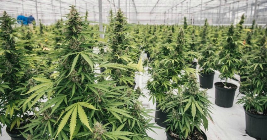 Flowr cannabis expanding Kelowna facility while undergoing corporate restructuring