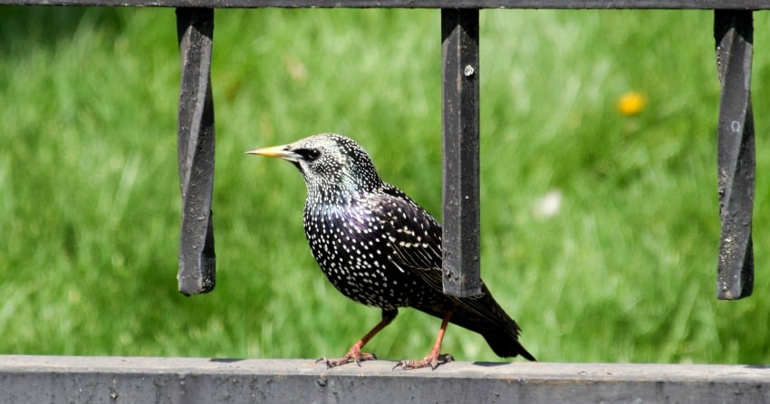 Starling control program paying major dividends 15 years after it started