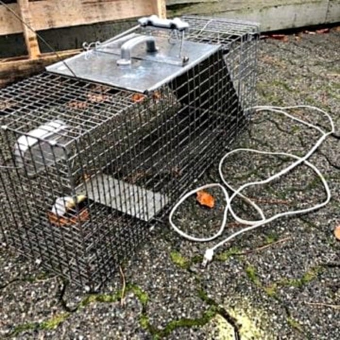 SPCA issues warning after B.C. resident makes DIY electrified raccoon trap