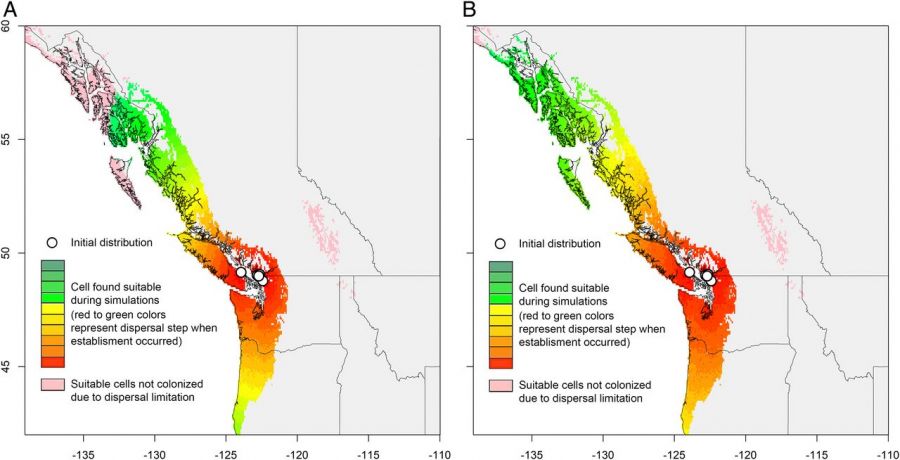 <who> Photo credit: National Academy of Sciences </who> Estimated expansion of the hornets over 20 y in western North America under two dispersal scenarios: (A) short-distance dispersal only and (B) both short- and long-dispersal distance dispersal. Each colour represents two dispersal steps (total 20).