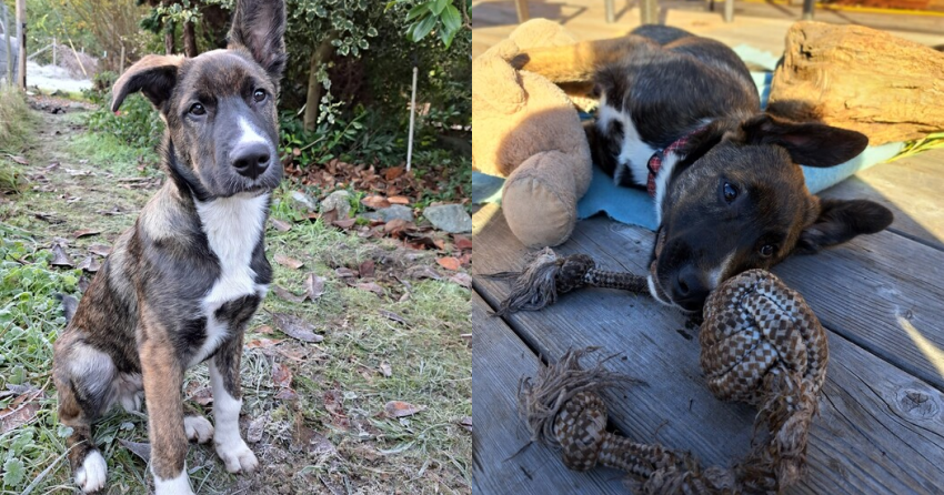 Furever Home Finder: Rudy 
