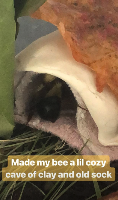 <who>Photo credit: Ashlie Lennox - Instagram</who> Beetrice being all snug as a bug in her sock hut