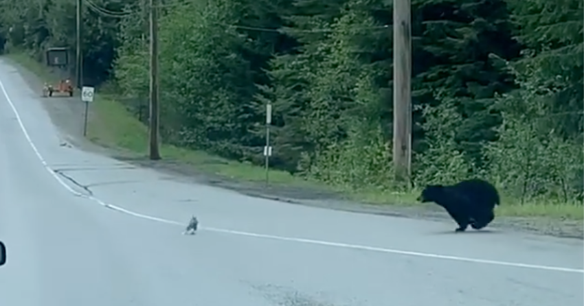 VIDEO: Photographer records black bear hunting rabbit in Whistler