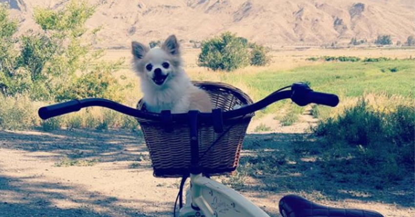 PHOTOS: Woof Wednesday in Kamloops Vol.22