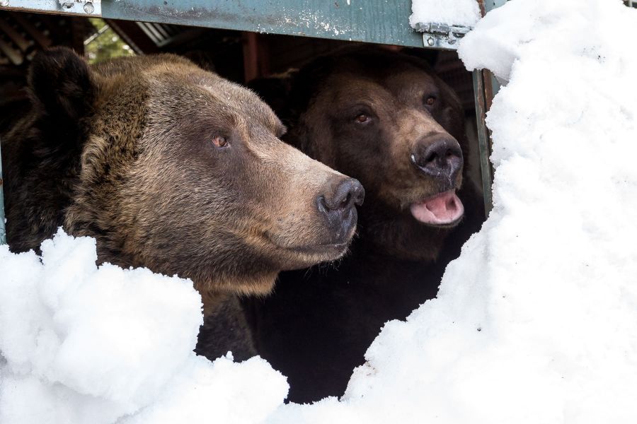 <who>Photo Credit: Grouse Mountain