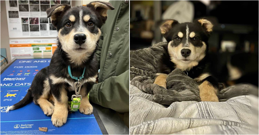 Furever Home Finder: Apollo