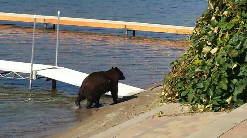 <who> WildSafe BC/RDOS </who> A Kelowna bear sighting from 2015