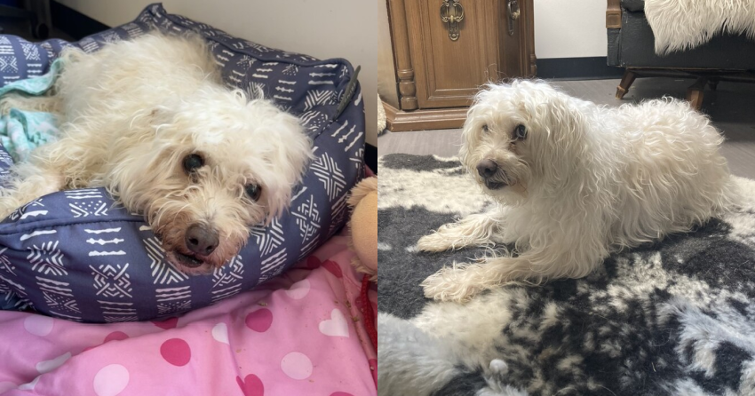 Furever Home Finder: Phil