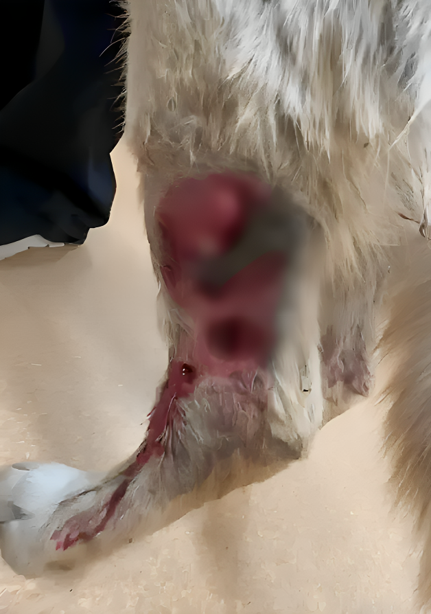 Dobby's injury