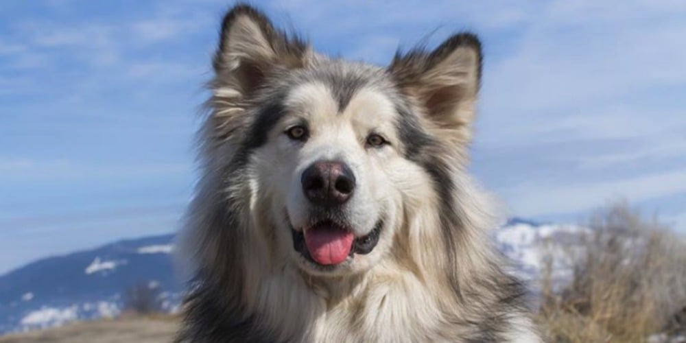 PHOTOS: Woof Wednesday Vol.14