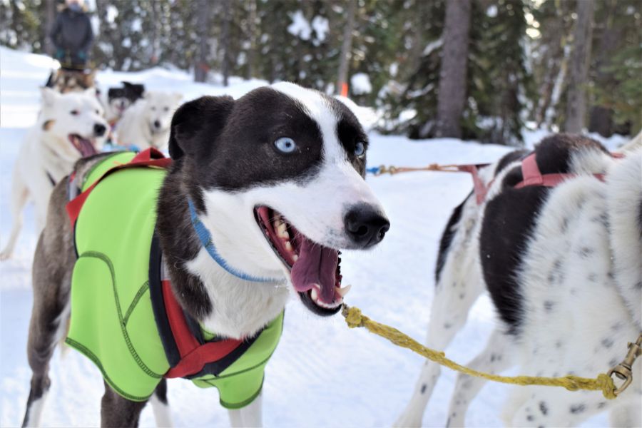 </who>Blue-eyed Venus led writer Steve MacNaull's dog sled.