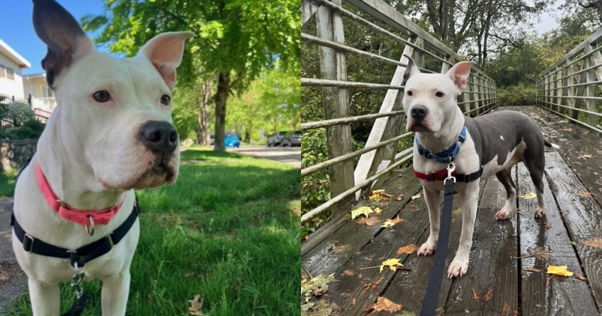Furever Home Finder: Lucy