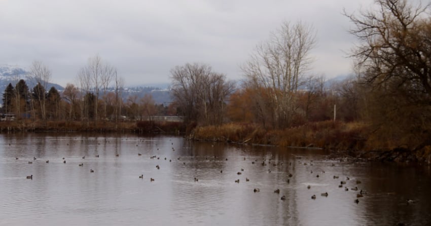 Kelowna weather: Rain, rain, rain and a high of 10ºC