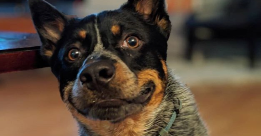 PHOTOS: Woof Wednesday in Kamloops Vol.5