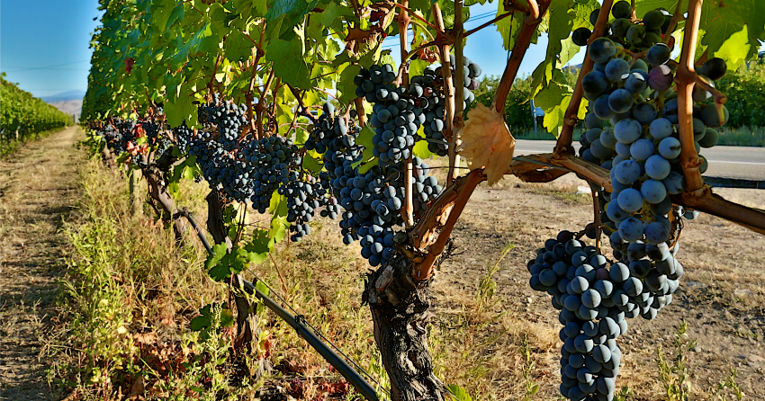 Week 2 of your BC wine touring itinerary