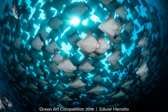 <who>Photo Credit: 2018 Ocean Art Underwater Photo Competition</who>