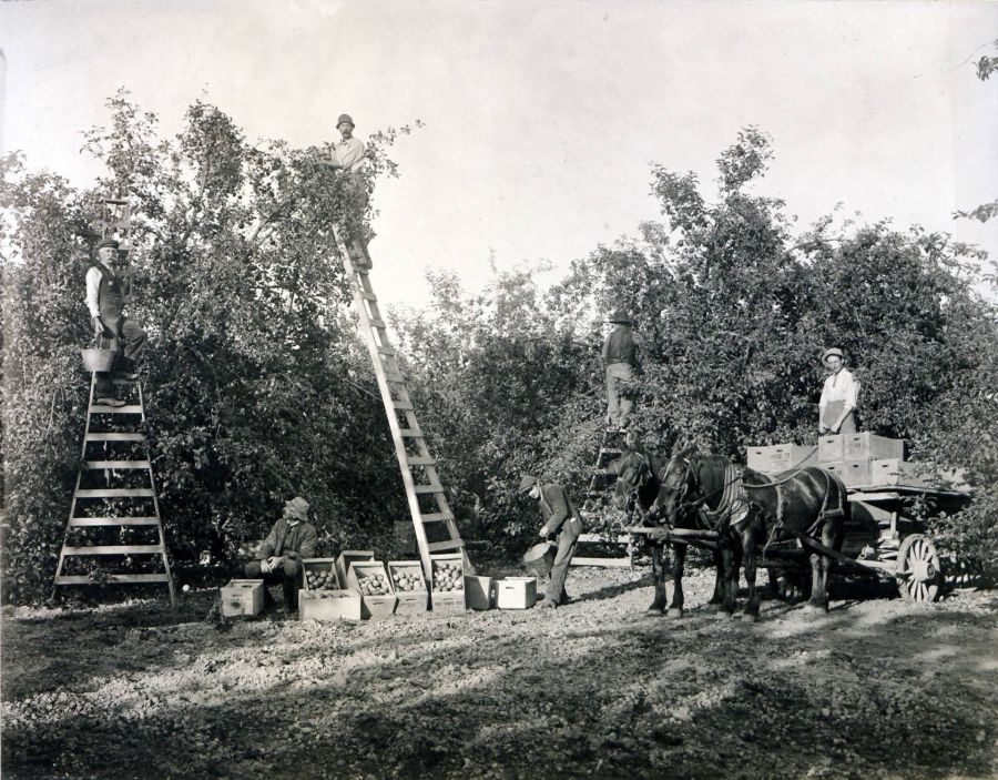 <who>Photo Credit: Old Kelowna/Wikimedia Commons</who> An industry that has held its ground in Kelowna is the orchard industry. Since Kelowna's early days, picking and selling fruit has been a common career and has put the city on the map in the way of fruit and wine. (Circa 1910)