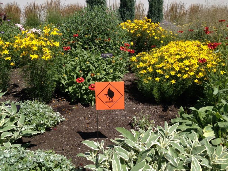 These sunny coreopsis' and lovely blanket flowers are a great choice for Okanagan gardens.