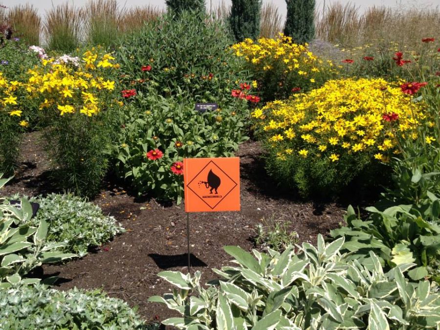 <who> Photo Credit: OBWB-Okanagan WaterWise </who>These sunny coreopsis' and lovely blanket flowers are a great choice for Okanagan gardens.