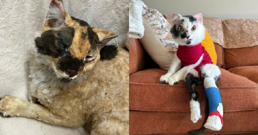 BC vet adopts ‘severely burned’ cat after saving its life