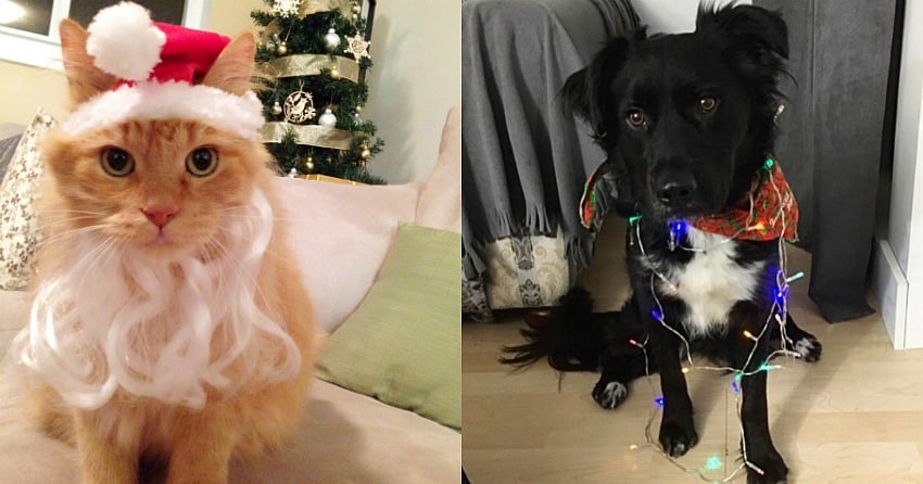 Pet holiday safety