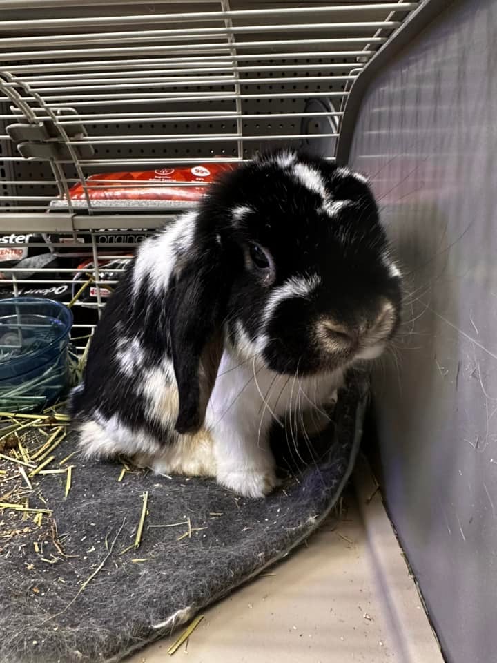 GoFundMe launched for 11 pet rabbits at risk of being euthanized after ...