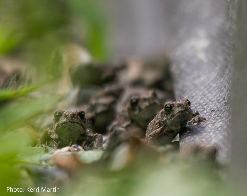 <who> Photo Credit: Kerri Martin </who> Western toads near Summit Lake, BC.