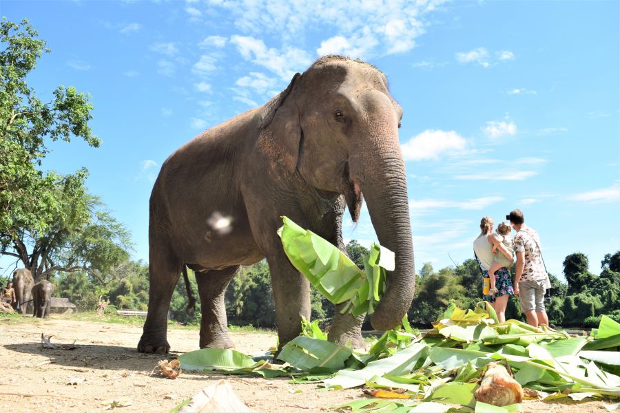 </who>Norpeo, 42, and pregnant, lives at ElephantsWorld in Kanchanaburi, Thailand.