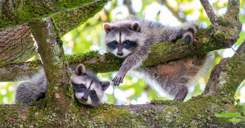 PHOTOS: Incredible winners from the BC SPCA’s Wildlife-In-Focus photography contest