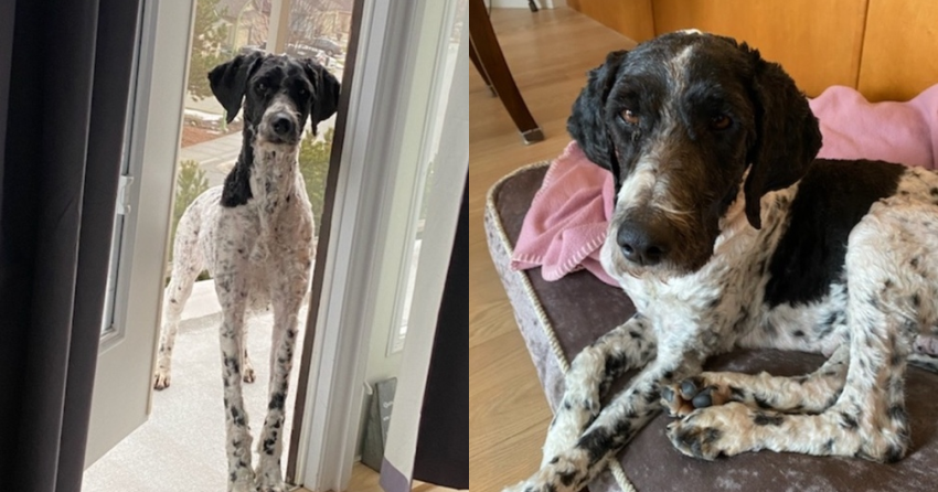 Furever Home Finder: Sally
