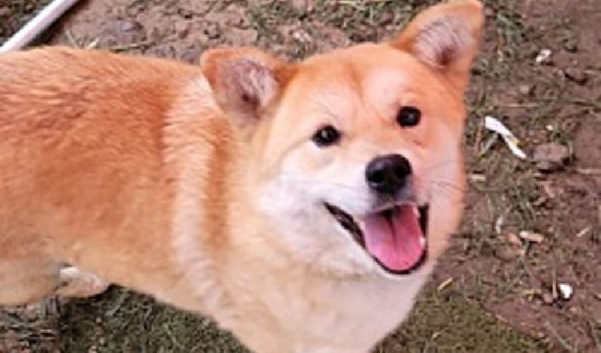 Furever Home Finder: Yeepers