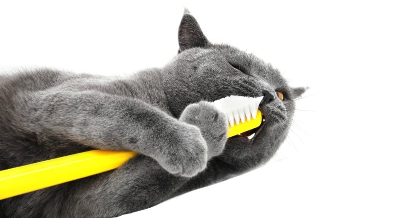 Keep your pets mouth clean and healthy during Dental Month