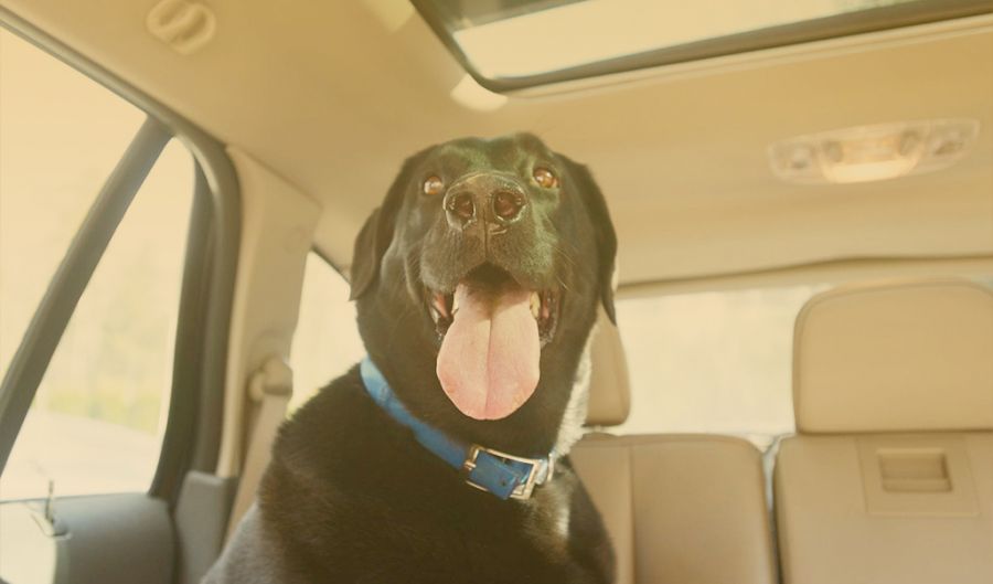 BC heat wave prompts another warning about leaving animals inside vehicles