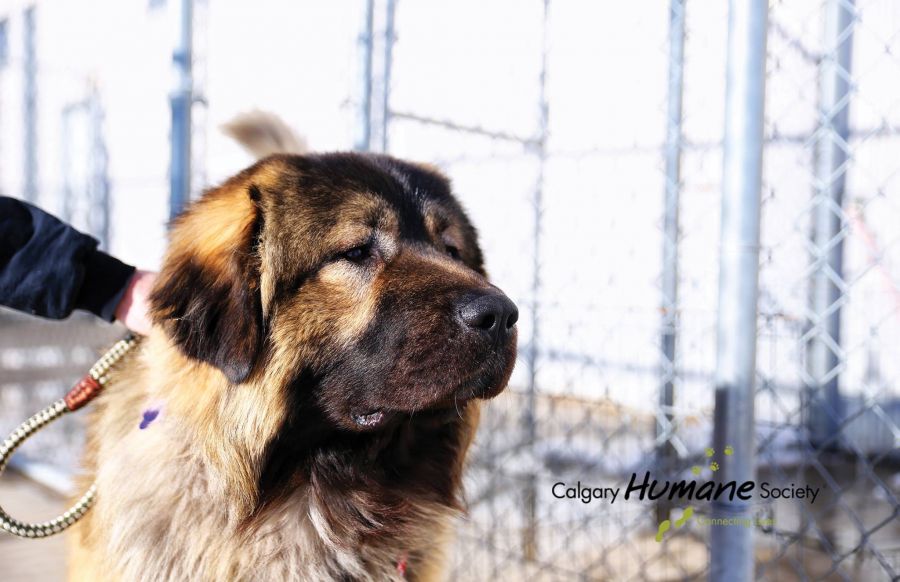 <who>Photo Credit: Calgary Humane Society</who>The dog is now in the care of the Calgary Humane Society.