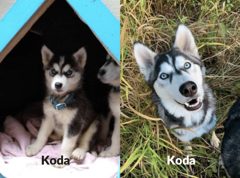 17 Interior husky puppies found cold in the snow last year now healthy ...