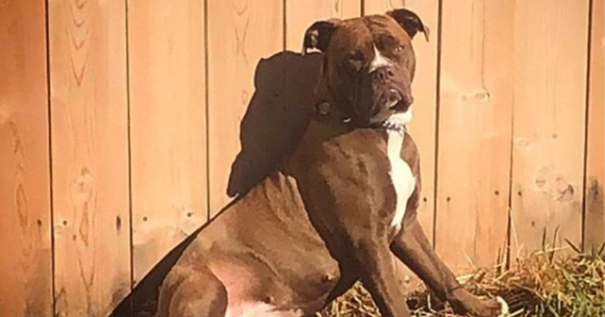 Woof Wednesday in Kamloops Vol.7