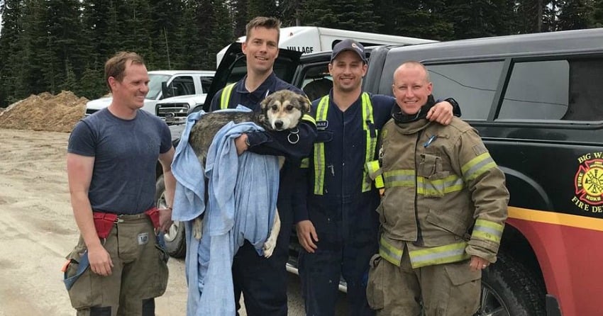 Firefighters at Big White rescue starving, frozen dog from icy pond