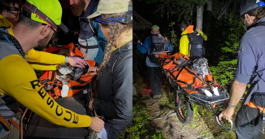 Great Dane rescued by Revelstoke SAR after getting injured during ...
