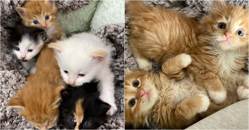 5 kittens left in cardboard box outside BC SPCA days before Christmas