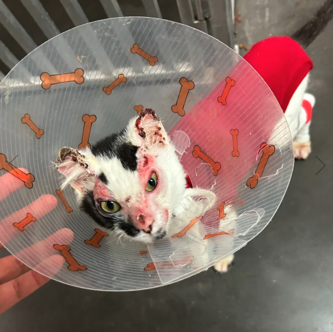 <who> Photo credit: BC SPCA