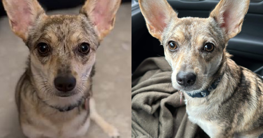 Furever Home Finder: Sprinkles