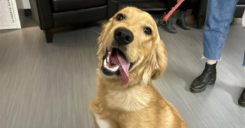Furever Home Finder: Ember