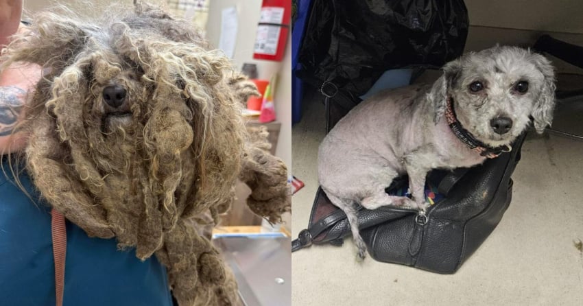 Severely-matted poodle mix chained up in snow will need surgery to remove leg