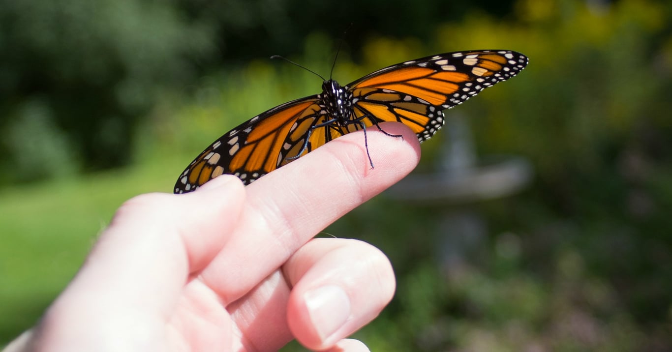 Kelowna's unique Butterfly Effect event is back for a 6th year