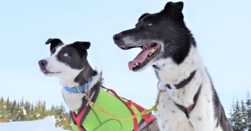 Dog sled tour is so Canadian, eh