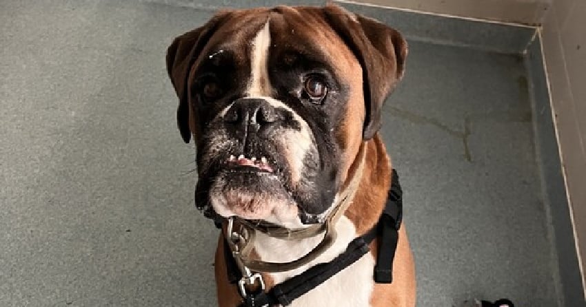 Furever Home Finder: Willow