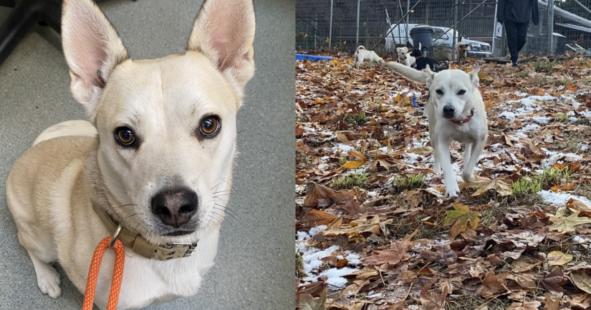 Furever Home Finder: Sophie