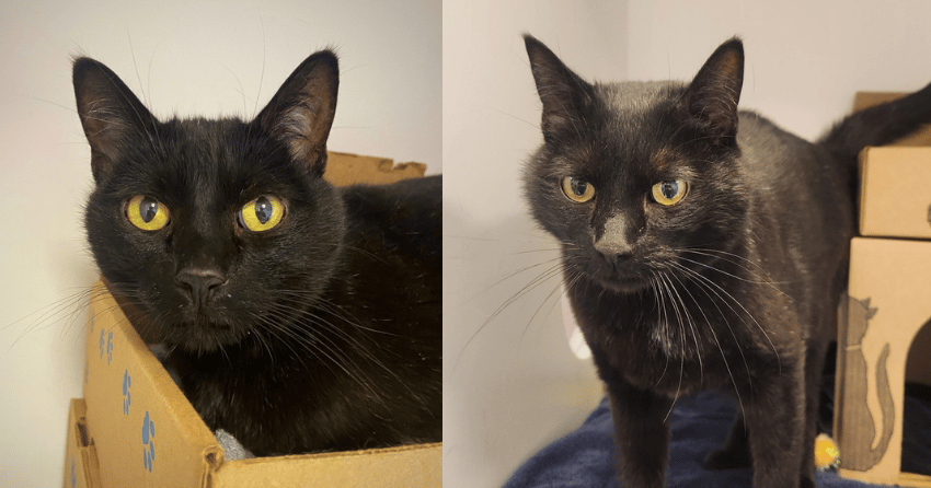Furever Home Finder: Pursha
